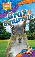 Gray Squirrels