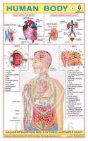 Human Body (Part I) Chart