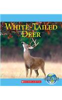 White-Tailed Deer