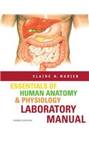 Essentials of Human Anatomy and Physiology