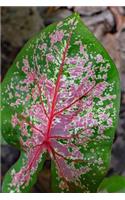 Lovely Pink and Green Caladium Leaf Journal: 150 Page Lined Notebook/Diary