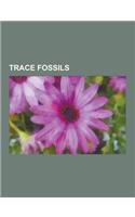 Trace Fossils: Anatrisauropus, Ancorichnus, Apatopus, Arenicolites, Asteriacites, Asterosoma, Atreipus, Bauruoolithus, Beaconella, Be(English)