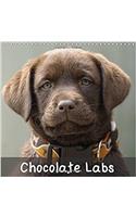 Chocolate Labs 2017