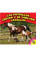 Los Potrillos Crecen y Se Vuelven Caballos