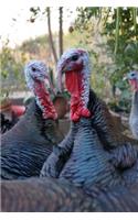 Turkeys Wildlife Animal Journal: 150 Page Lined Notebook/Diary