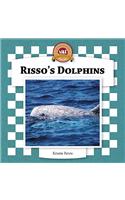 Risso's Dolphins