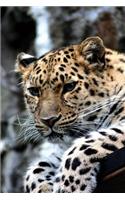 Notebook - Leopard