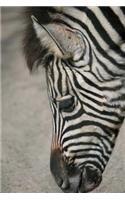 Zebra Notebook: 150 lined pages, softcover, 6 x 9