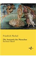 Die Anatomie des Menschen