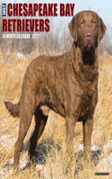 Just Chesapeake Bay Retrievers 2022 Wall Calendar (Dog Breed)