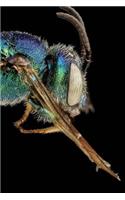 Insect Notebook