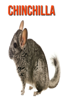 Chinchilla