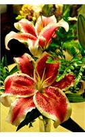 Lilium 