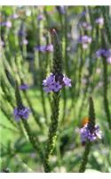 Purple Verbena Medicinal Herb Journal: 150 Page Lined Notebook/Diary