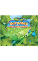 Katydids