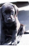 A Cute Little Black Lab Puppy Sitting on the Street Journal: Take Notes, Write Down Memories in this 150 Page Lined Journal