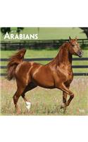 Arabians 2019 Square