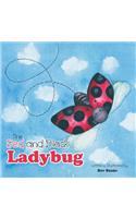 Red and Black Ladybug