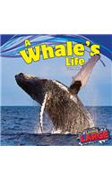 A Whale's Life