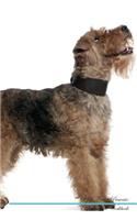 Welsh Terrier Affirmations Workbook Welsh Terrier Presents: Positive and Loving Affirmations Workbook. Includes: Mentoring Questions, Guidance, Supporting You.