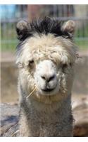 Simply Adorable Fluffy Alpaca Vicugna pacos Journal