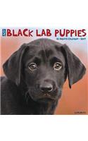 Just Black Lab Puppies 2019 Wall Calendar (Dog Breed Calendar)