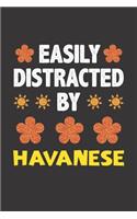 Easily Distracted By Havanese