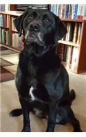 2020 Daily Planner Black Lab Dog Labrador Retriever Sits Perfectly 388 Pages