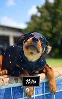 Rottweiler Dog Pup Puppy Doggie Notebook Bullet Journal Diary Composition Book Notepad - Playing In Pool: Cute Animal Pet Owner Composition Book with 100 Dotted Dot Grid Paper Pages in 6" x 9" Inch