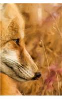 Red Fox Notebook