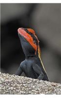 Blanford's Rock Agama Lizard Journal