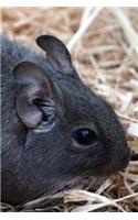 A Common Degu Journal