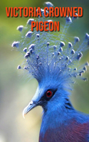 Victoria Crowned Pigeon