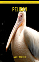 Pelican