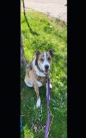 Remi the service dog: Goes for an ATV ride(Remi the Service Dog)