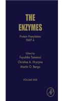 The Enzymes