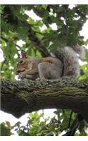 A Squirrel Sitting on a Branch in Tree in the Summer Journal