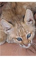 Such a Sweet Baby Bobcat Animal Journal