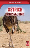 Ostrich: Colossal Bird