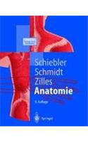 Anatomie