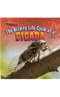 The Bizarre Life Cycle of a Cicada: (Strange Life Cycles)