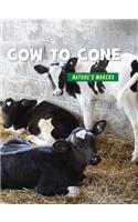 Cow to Cone
