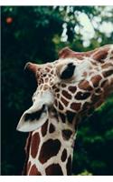 Giraffe Journal