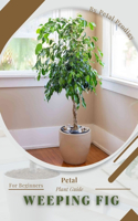 Weeping Fig