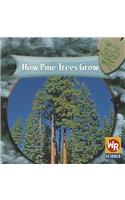 How Pine Trees Grow