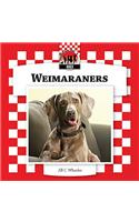 Weimaraners
