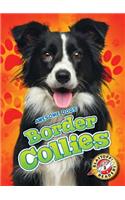 Border Collies