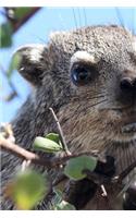 Procavia Capensis Cape Hyrax in a Tree Journal: Take Notes, Write Down Memories in this 150 Page Lined Journal