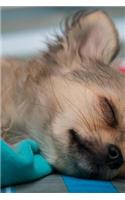 Chihuahua Puppy Napping Journal: Take Notes, Write Down Memories in this 150 Page Lined Journal