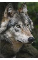 Intent Wolf Up Close Journal: 150 Page Lined Notebook/Diary